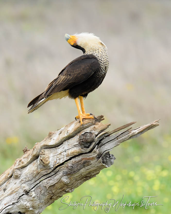 Northern Crested Caracara Head Throw 20190305 082442