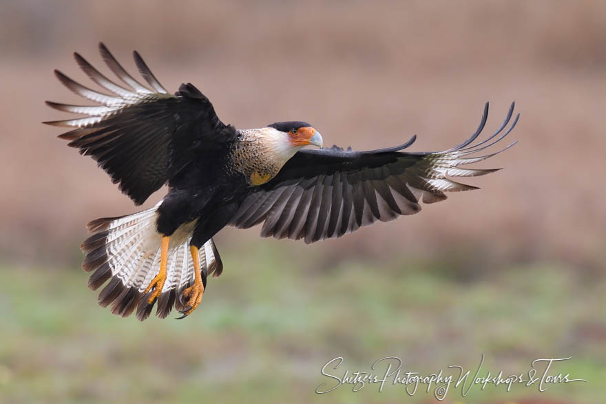 Northern Crested Caracara In Flight