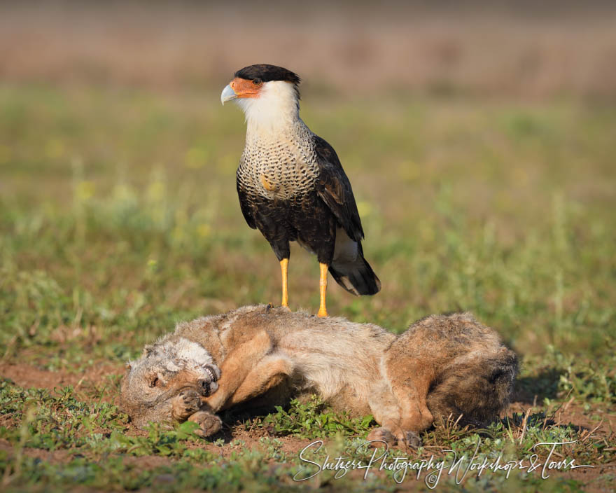 Northern Crested Caracara Scavenger Photo