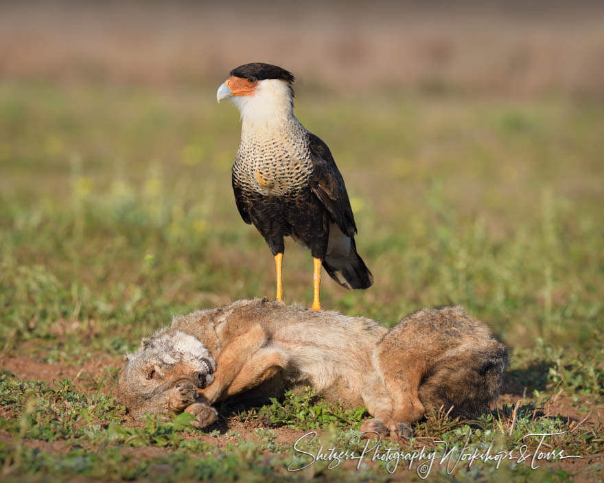 Northern Crested Caracara Scavenger Photo 20190128 074029