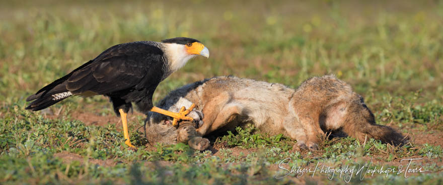 Northern Crested Caracara With Coyote