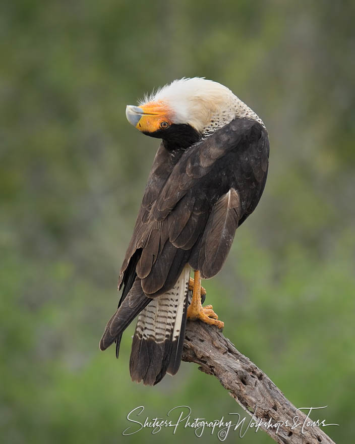 Northern Crested Caracara tosses its head back
