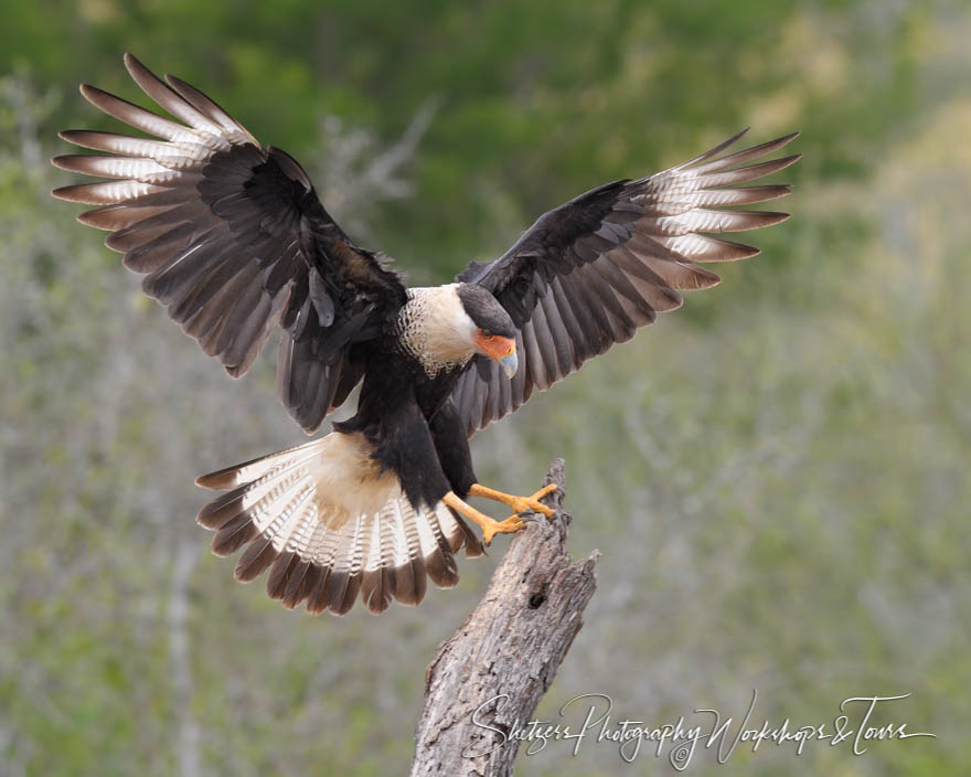 Northern crested caracara nails a landing 20190307 083332