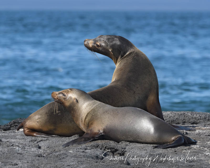 Pair of Galapagos Sea Lions 20200225 145116