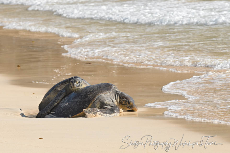 Photo of Two Galapagos Green Turtles Mating