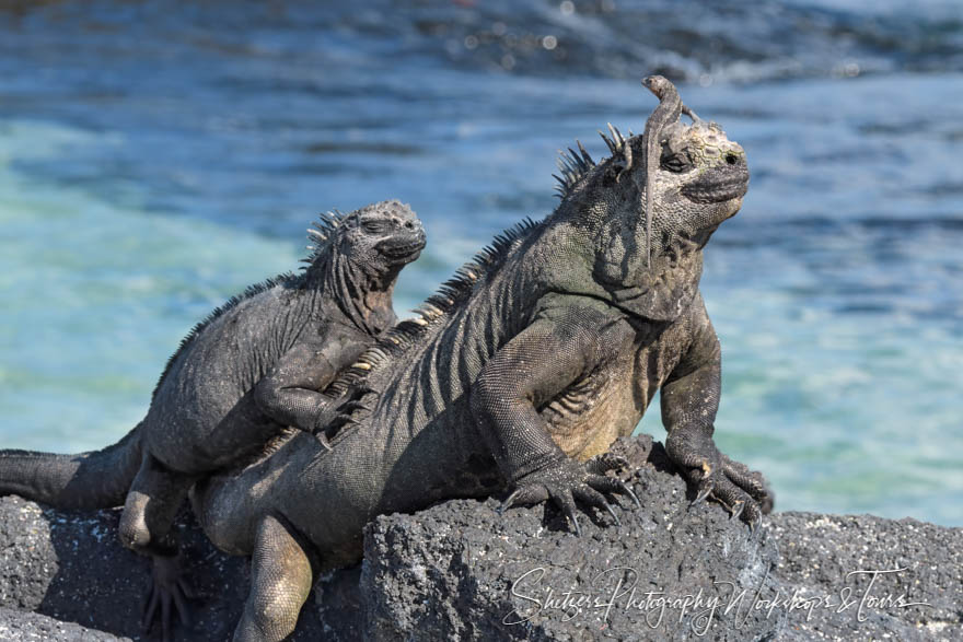 Photo of Two Marine Iguanas and a Lava Lizard 20200225 143056