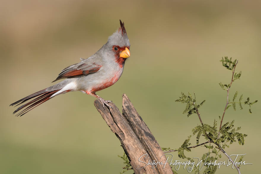 Pyrrhuloxia in South Texas 20190129 145907