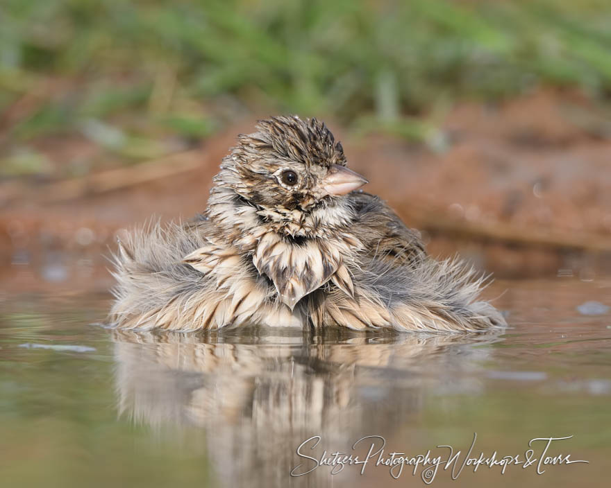 Splish, Splash. A Lincoln’s Sparrow takes a bath