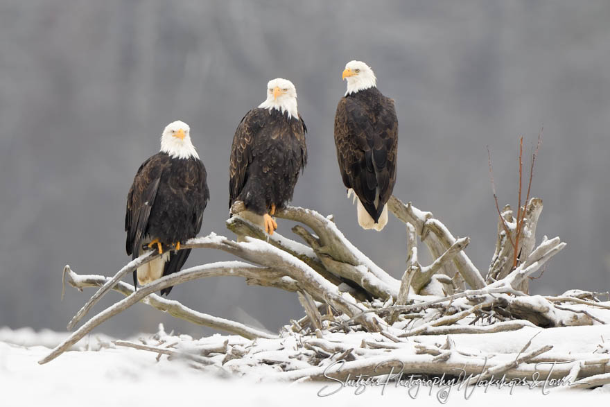 Three Bald Eagles in a Field of Snow 20191107 104331