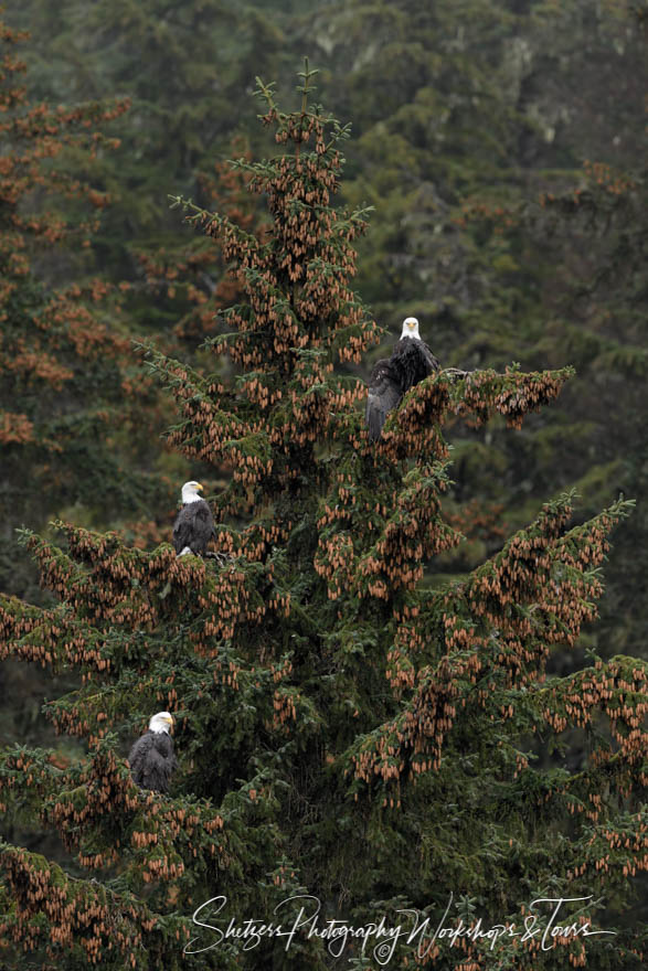 Three Bald Eagles perch in a spruce tree