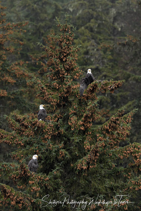 Three Bald Eagles perch in a spruce tree 20191102 143847