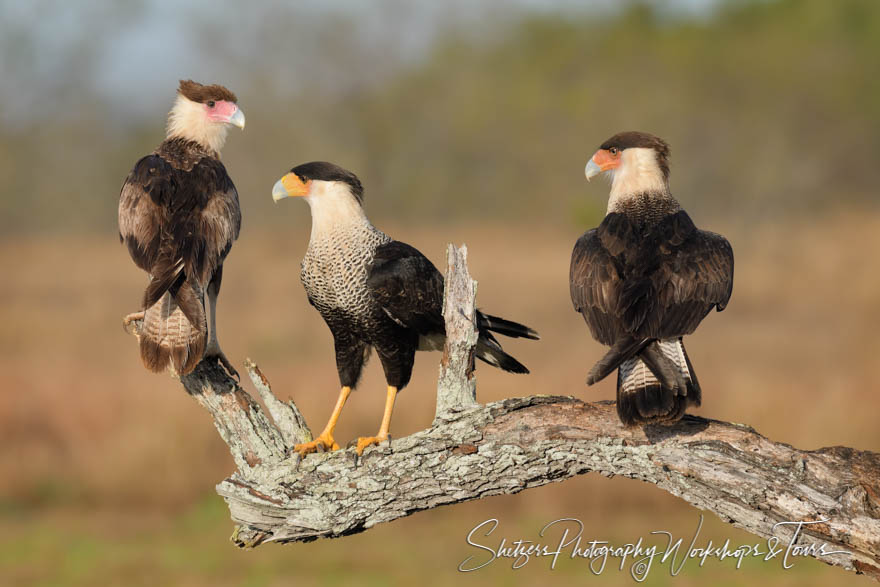 Three Crested Caracara in the Rio Grande Valley 20190128 070921