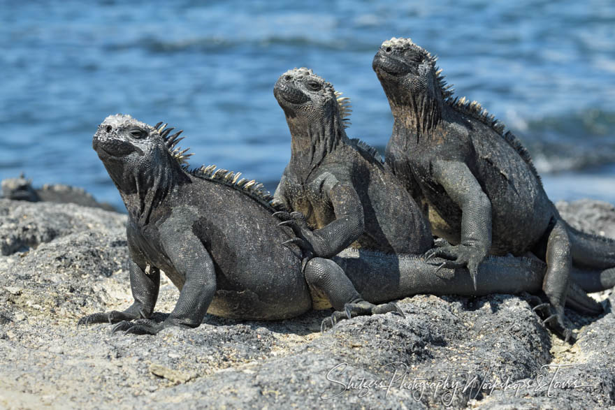 Three Marine Iguana in the Galapagos 20200225 135925