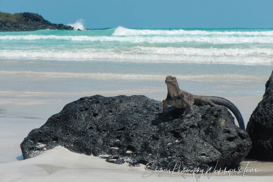 Tortuga Beach Marine Iguana 20200306 102402