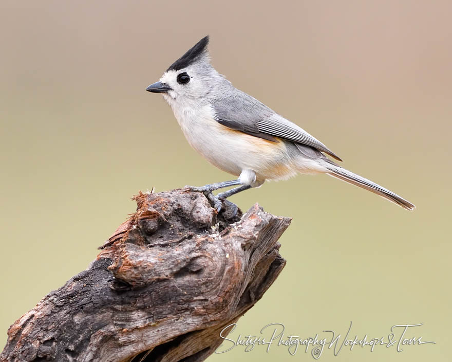 Tufted Titmouse in South Texas