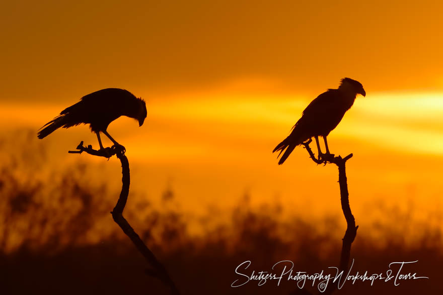 Two Crested Caracaras in South Texas 20190128 062617