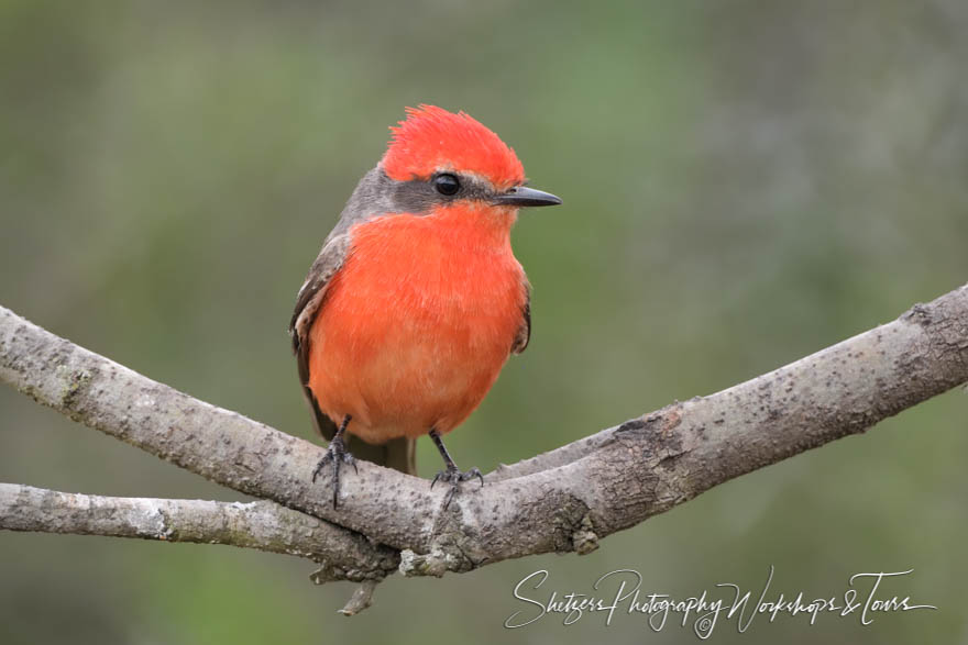 Vermilion Flycatcher bird