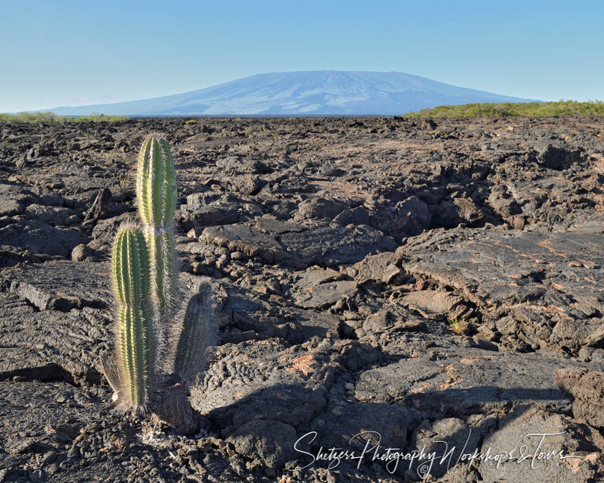 Volcano Santo Tomas with Lava Cactus