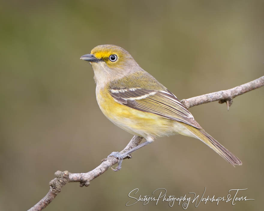 White-eyed Vireo