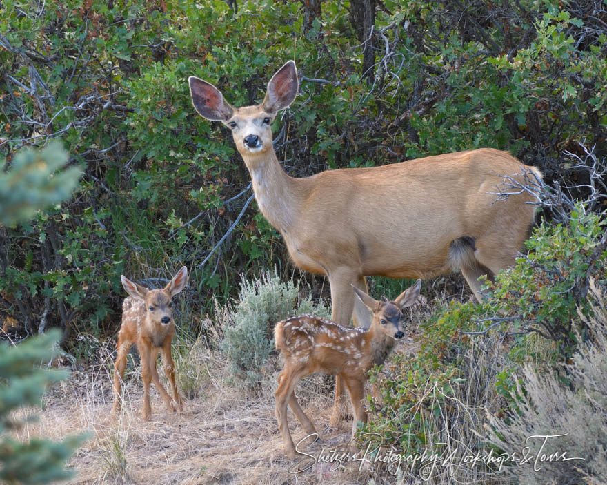 White tail deer with twin babies