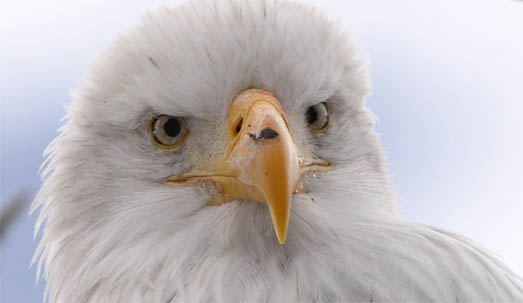 Bald Eagle Video