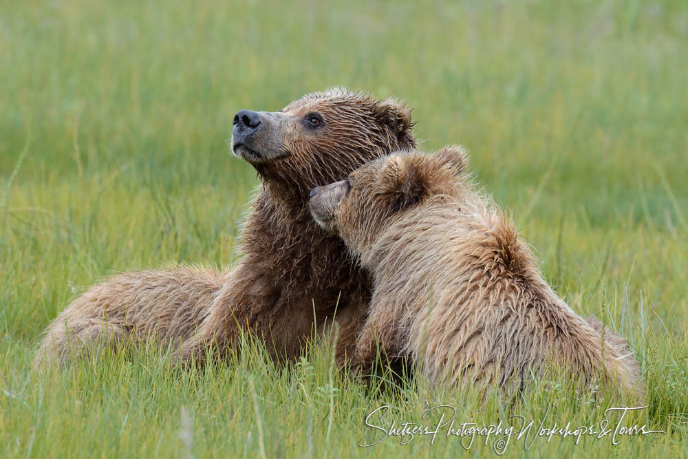 F Grizzly Bear and Cub Cuddle