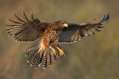 Harris's Hawk High Speed Video