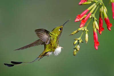 Booted Racket Tail Hummingbird Close Up