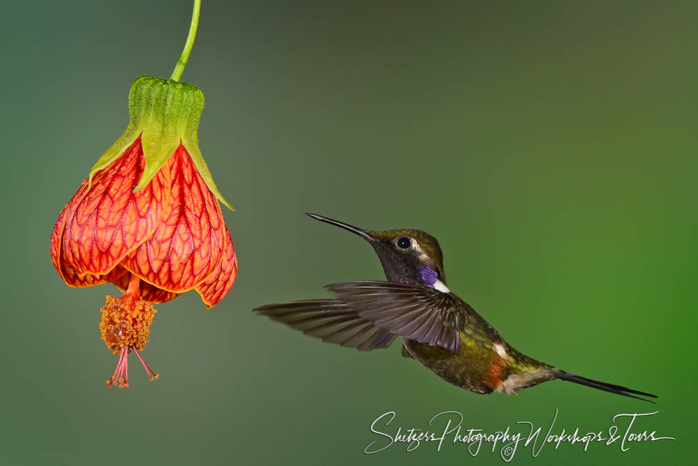 A Purple throated Woodstar Hummingbird