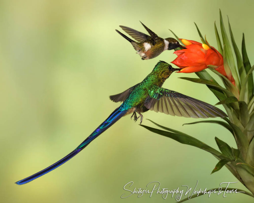 Purple Throated Woodstar And A Violet Tailed Sylph