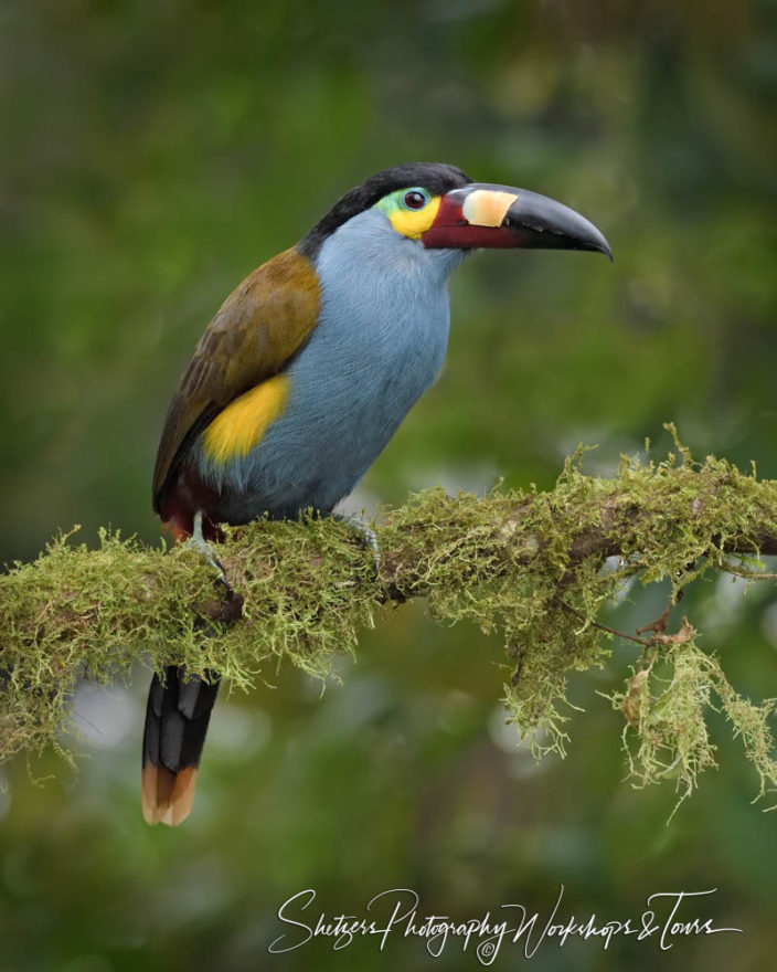 Plate-billed mountain toucans