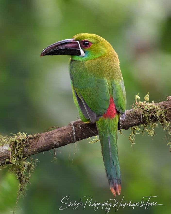 C Crimson Rumped Toucanet