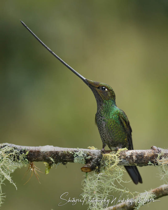 C Sword billed hummingbird on a twig