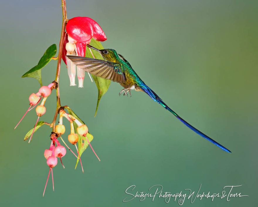 C Violet tailed Sylph Hummingbird from Mino Loma