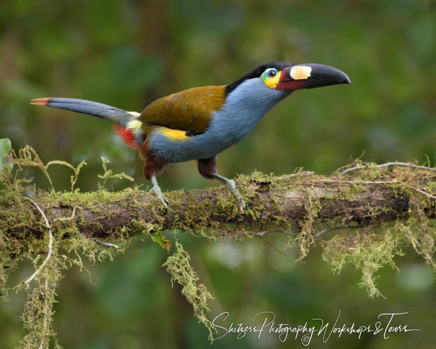 E Mindos Cloudforest Plate Billed Toucan