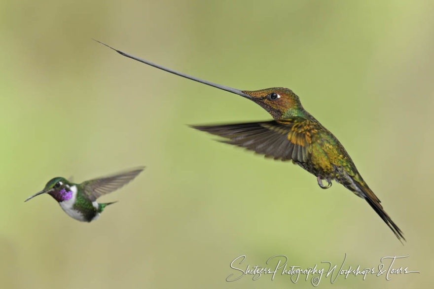 G Sword billed hummingbird and While bellied Woodstar