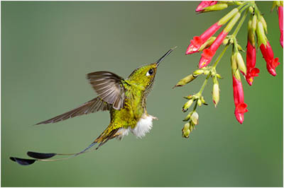 Booted Racket Tail Hummingbird