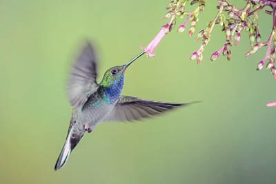 Rufus-Gaped Hillstar hummingbird in slow motion
