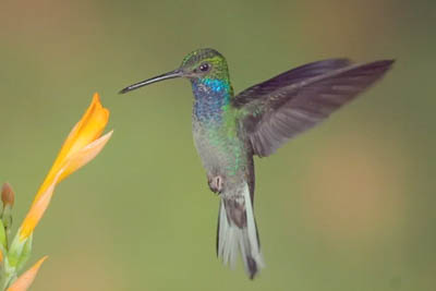 Rufus-Gaped Hillstar hummingbird slow motion video