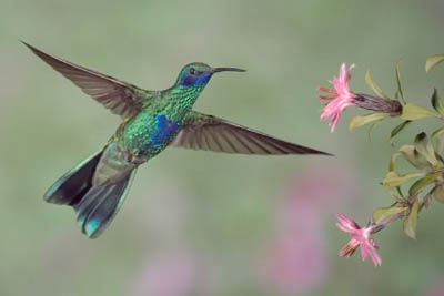 Sparkling Violetear hummingbird in slow motion