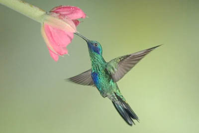 Sparkling Violetear hummingbird with high speed camera