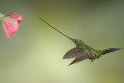 Swordbill Hummingbird from Ecuador in slow motion