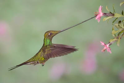 Swordbill hummingbird Inflight