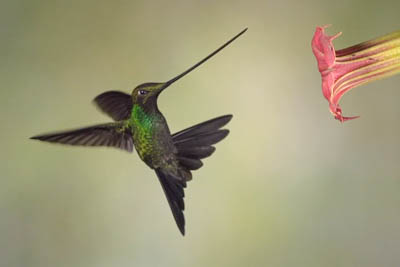 Swordbill hummingbird captured with high speed camera