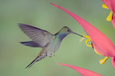 White-tailed hillstar hummingbird in slow motion