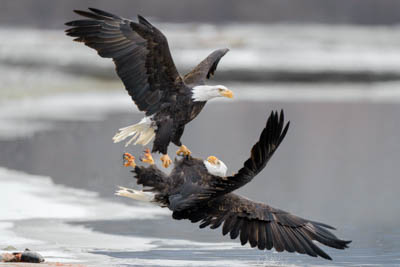 Bald Eagles High Speed Video