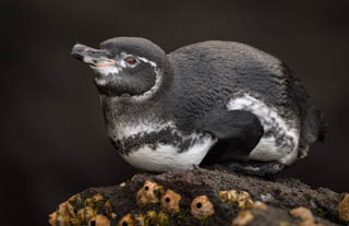 Galapagos Photography Tips