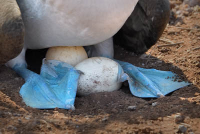 Galapagos Photography Tip