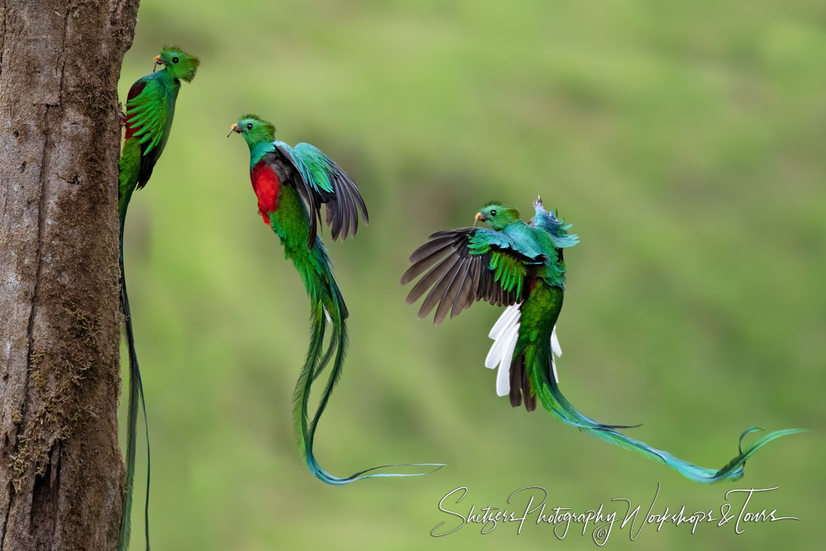 A Composite Photo of a Resplendent Quetzal Returning to its Nest