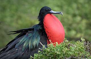 Galapagos West Photography Workshop